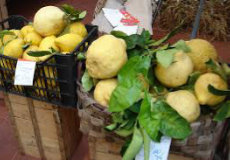 Amalfi Lemons